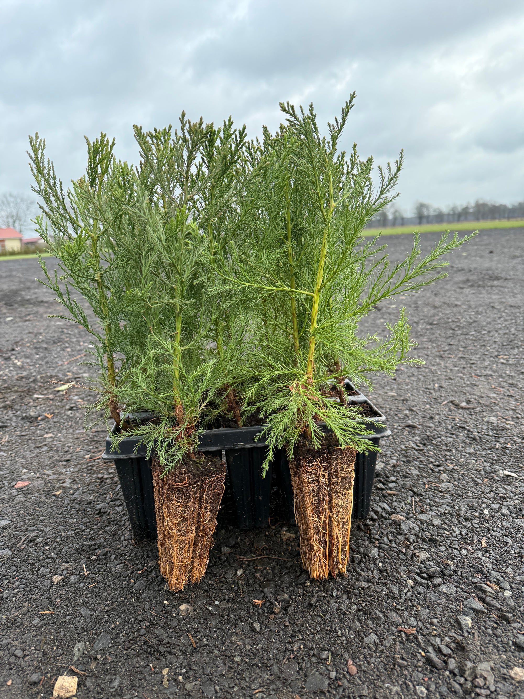 Mammutbaum Sequoiadendron giganteum (20 - 40 cm) im Topfballen - Pflanzhits