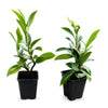 Bodendecker-Kirschlorbeer 'Mount Vernon' 10-15cm im Topf
