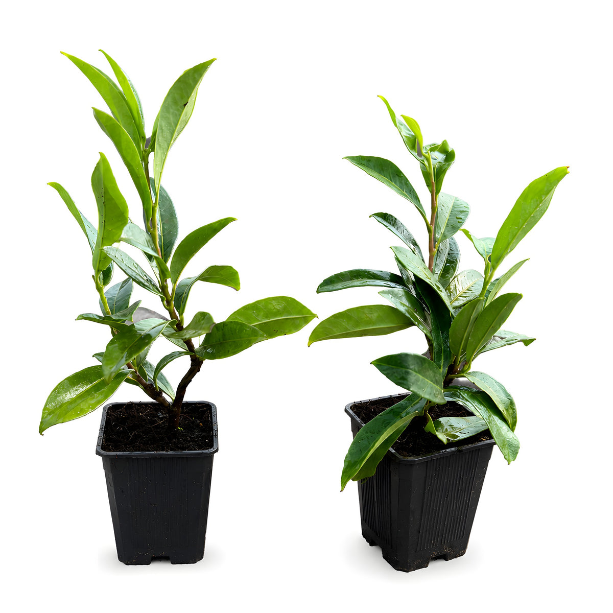 Bodendecker-Kirschlorbeer 'Mount Vernon' 10-15cm im Topf
