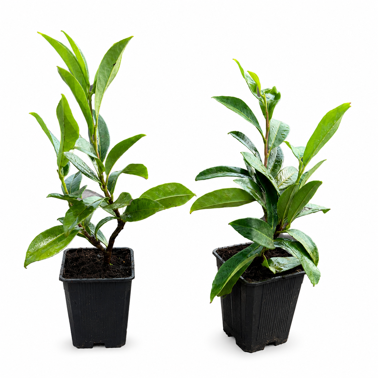 Bodendecker-Kirschlorbeer 'Mount Vernon' 10-15cm im Topf