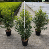 Portugiesischer Kirschlorbeer (80-100cm) im großem Topf