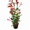 Glanzmispel 'Red Robin' 100-125cm im Topf