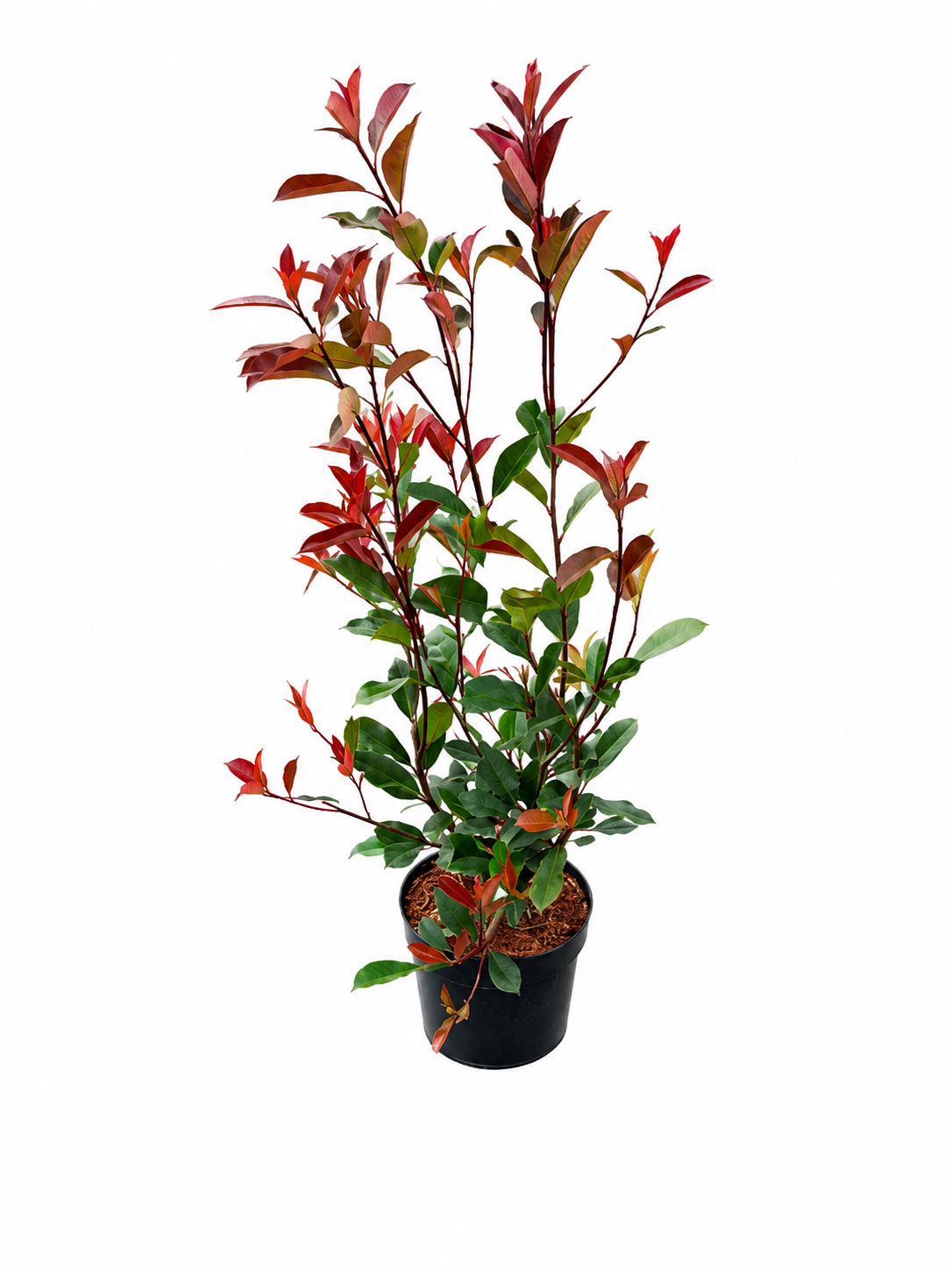 Glanzmispel 'Red Robin' 100-125cm im Topf