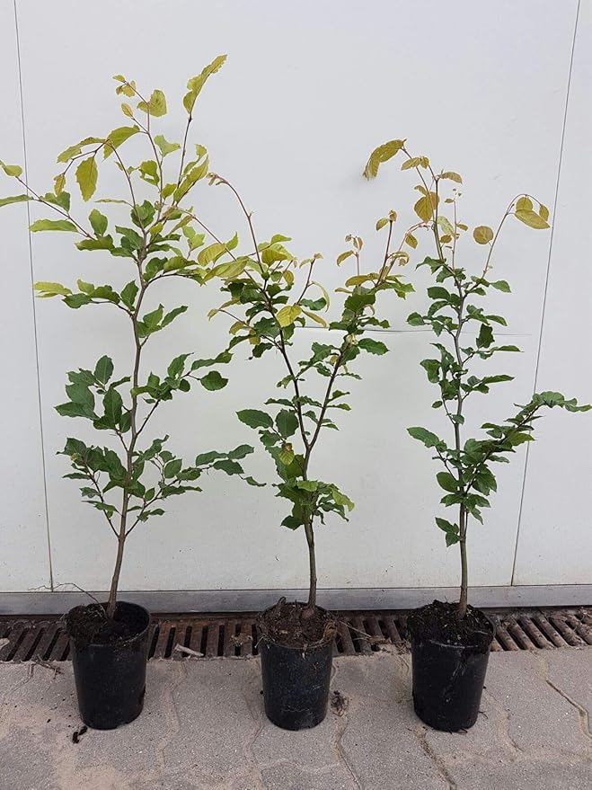 Rotbuche im großem Topf (80 - 120 cm) im 1L Topf - Pflanzhits