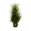 Becher-Eibe 80-100cm Taxus media hillii als starke Ballenware - Pflanzhits