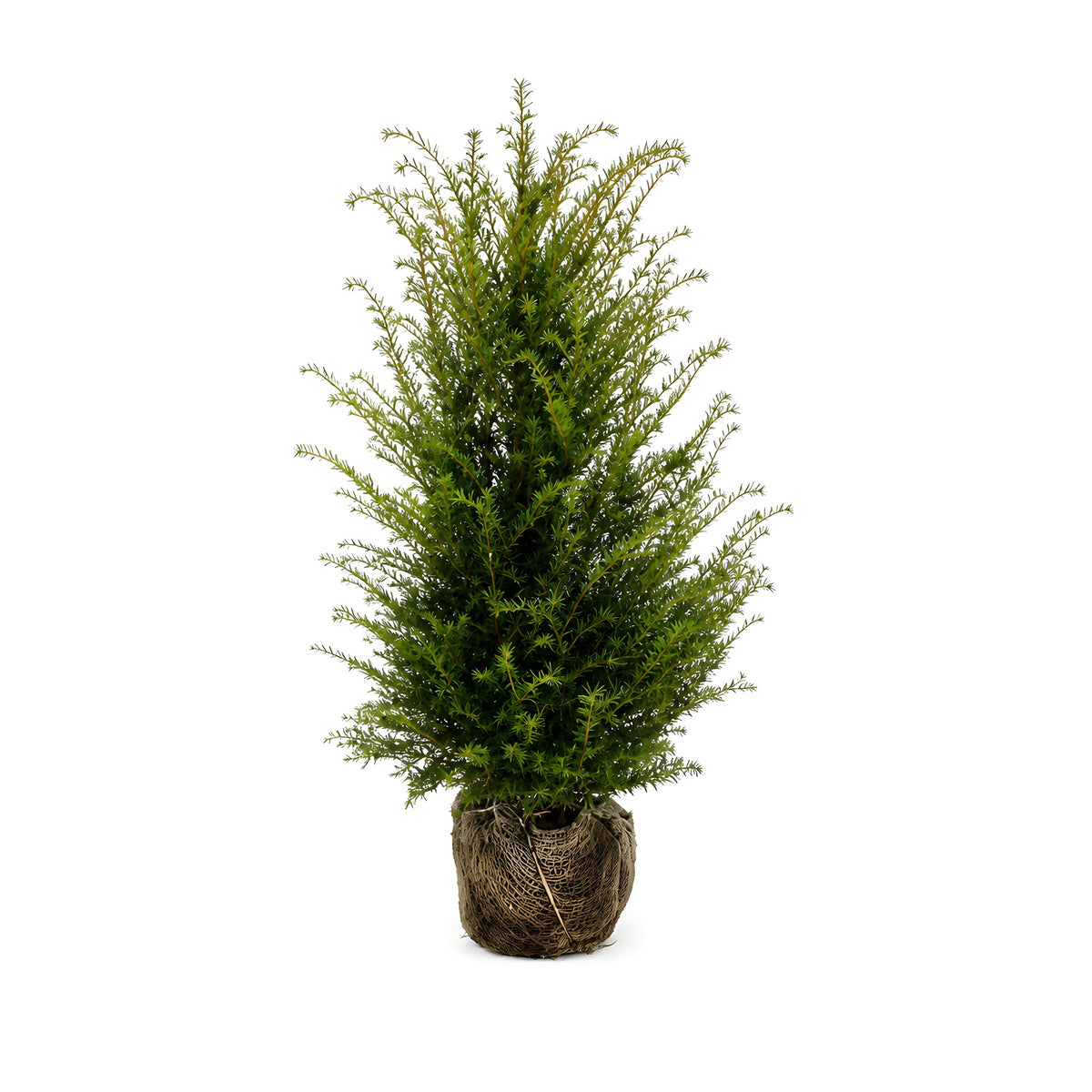 Becher-Eibe 80-100cm Taxus media hillii als starke Ballenware - Pflanzhits