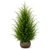 Eibe (80 - 120 cm) Taxus baccata als starke Ballenware - Pflanzhits