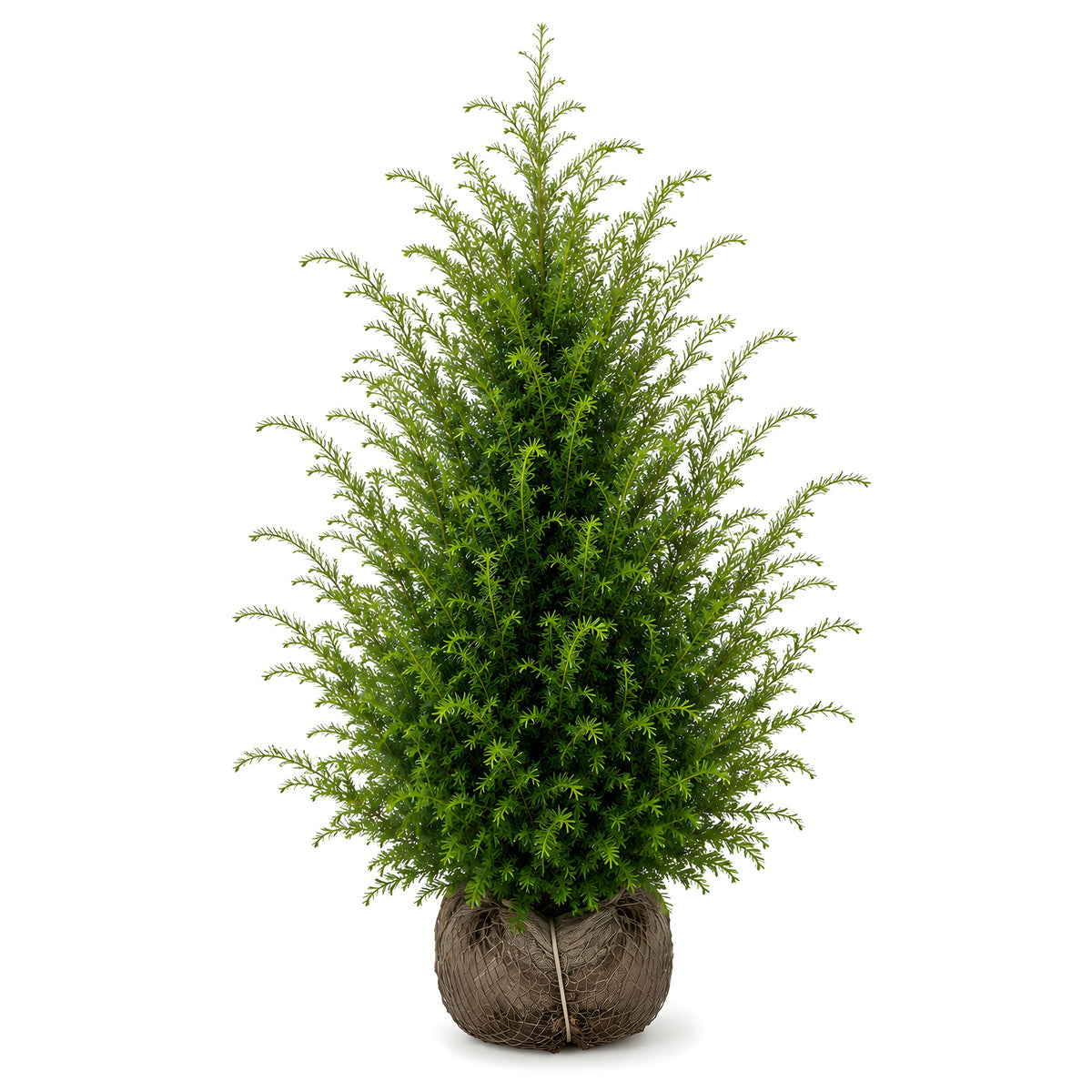 Eibe (80 - 120 cm) Taxus baccata als starke Ballenware - Pflanzhits