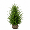 Eibe (80 - 120 cm) Taxus baccata als starke Ballenware - Pflanzhits