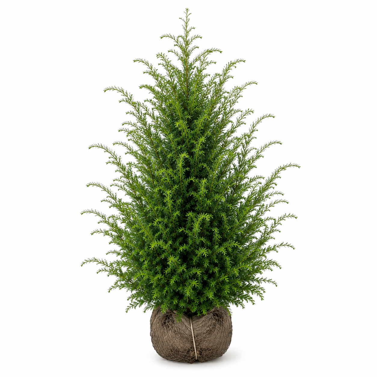 Eibe (80 - 120 cm) Taxus baccata als starke Ballenware - Pflanzhits