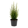 Eibe (10 - 15 cm) Taxus baccata im Topf