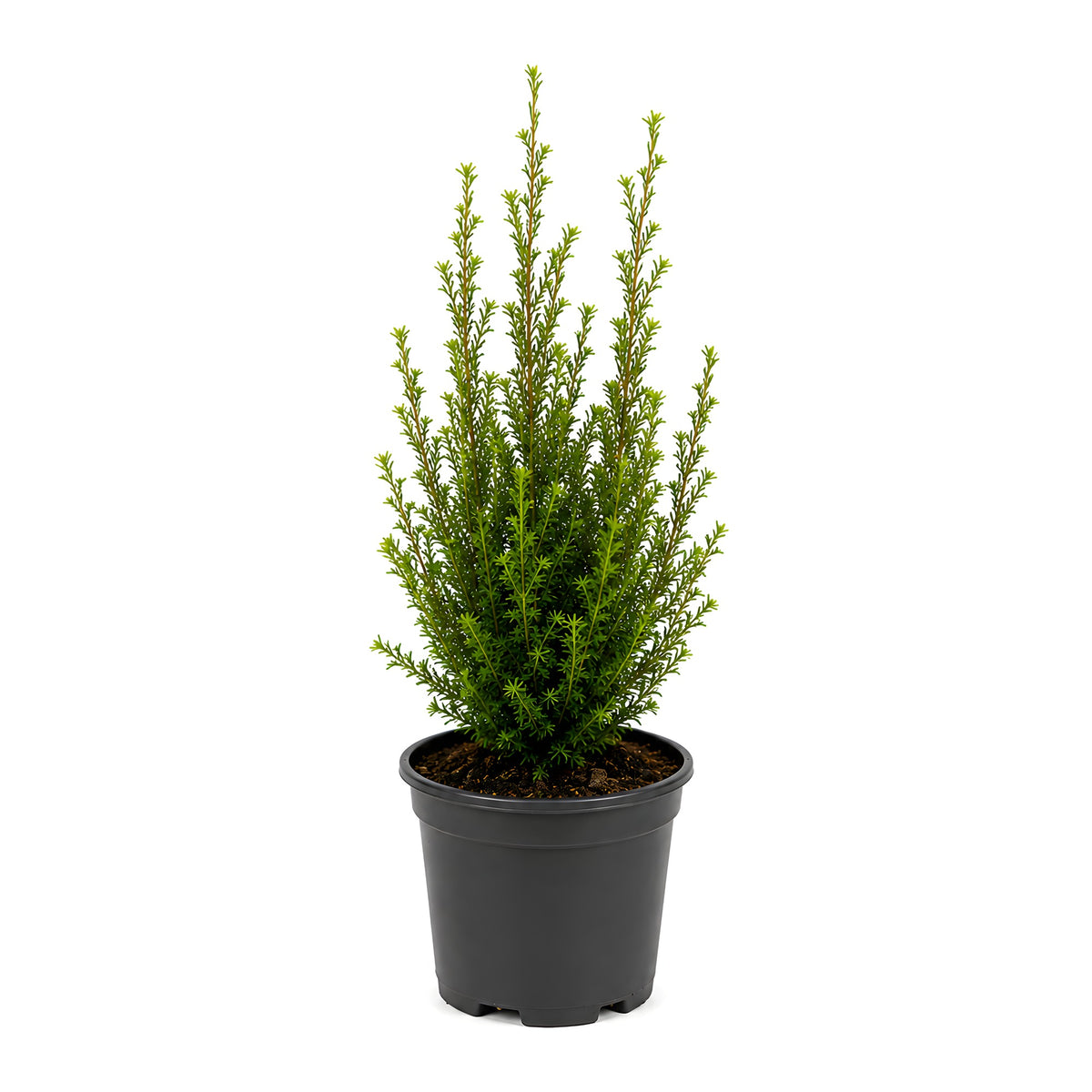Eibe (10 - 15 cm) Taxus baccata im Topf