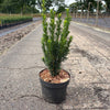 Becher-Eibe 30-50cm Taxus media hillii im Topf