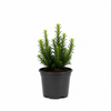 Becher-Eibe 8-10cm Taxus media hillii im Topf