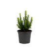 Taxus media 'Hicksii' 20-40cm – Immergrüne Eibenhecke im Topf