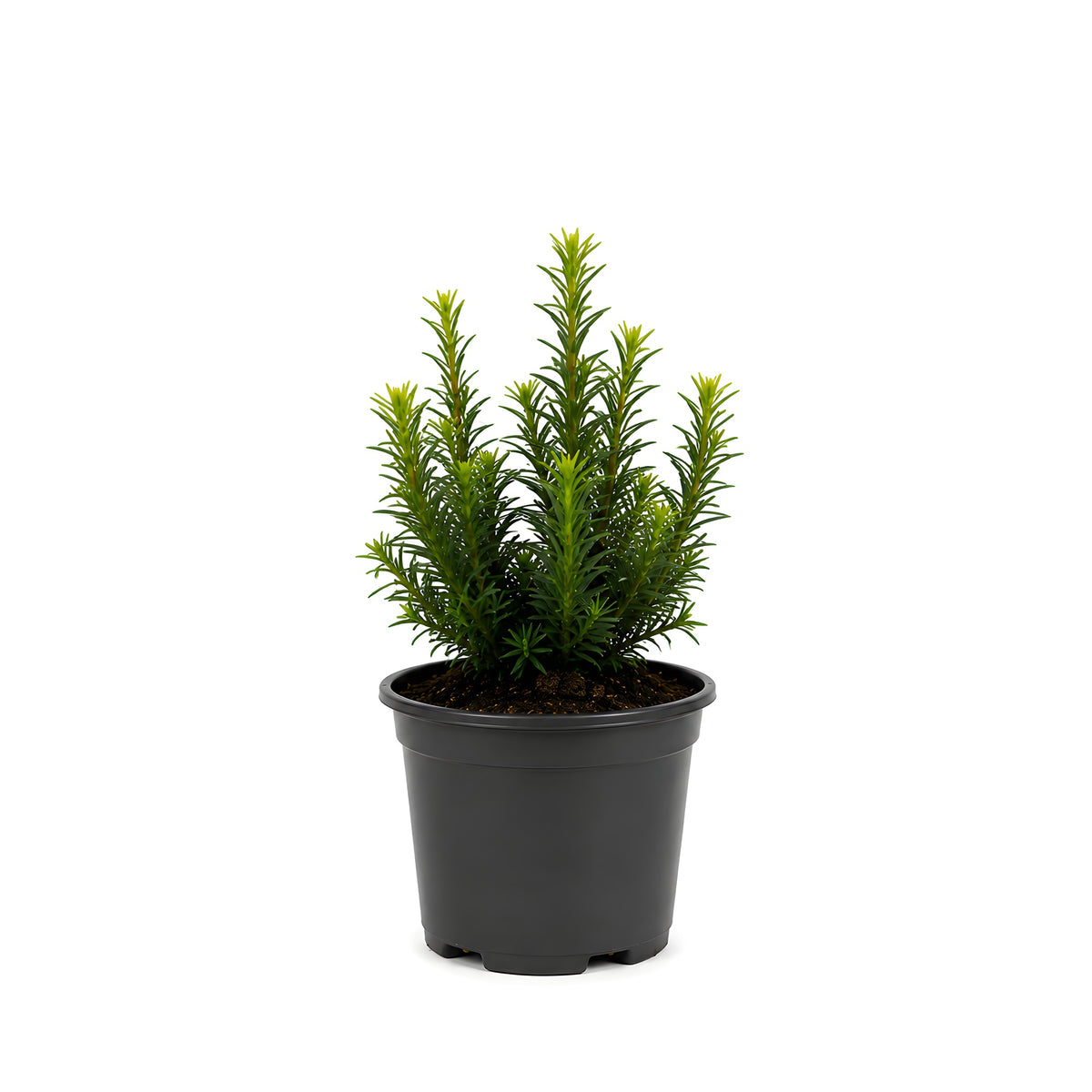 Taxus media 'Hicksii' 20-40cm – Immergrüne Eibenhecke im Topf