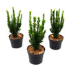 Becher-Eibe 30-50cm Taxus media hillii im Topf
