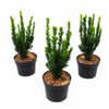 Becher-Eibe 30-50cm Taxus media hillii im Topf