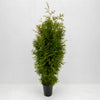 Thuja "Brabant" (160 - 180cm) als kräftige Topfware - Pflanzhits