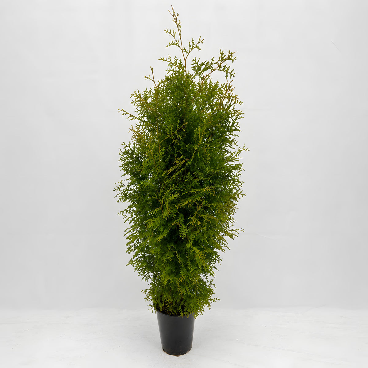 Thuja "Brabant" (160 - 180cm) als kräftige Topfware - Pflanzhits