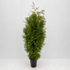 Thuja "Brabant" (160 - 180cm) als kräftige Topfware - Pflanzhits