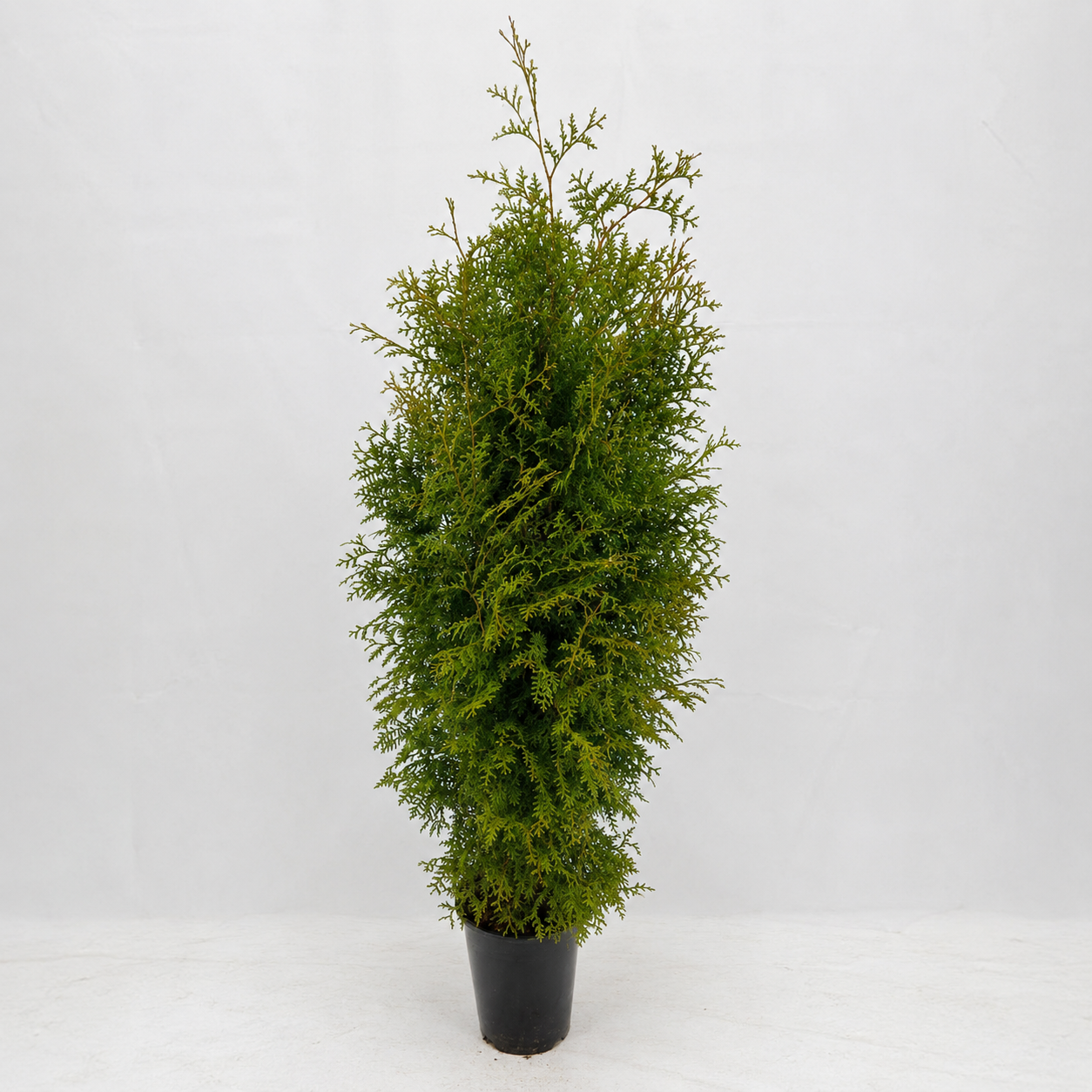 Thuja "Brabant" (160 - 180cm) als kräftige Topfware - Pflanzhits