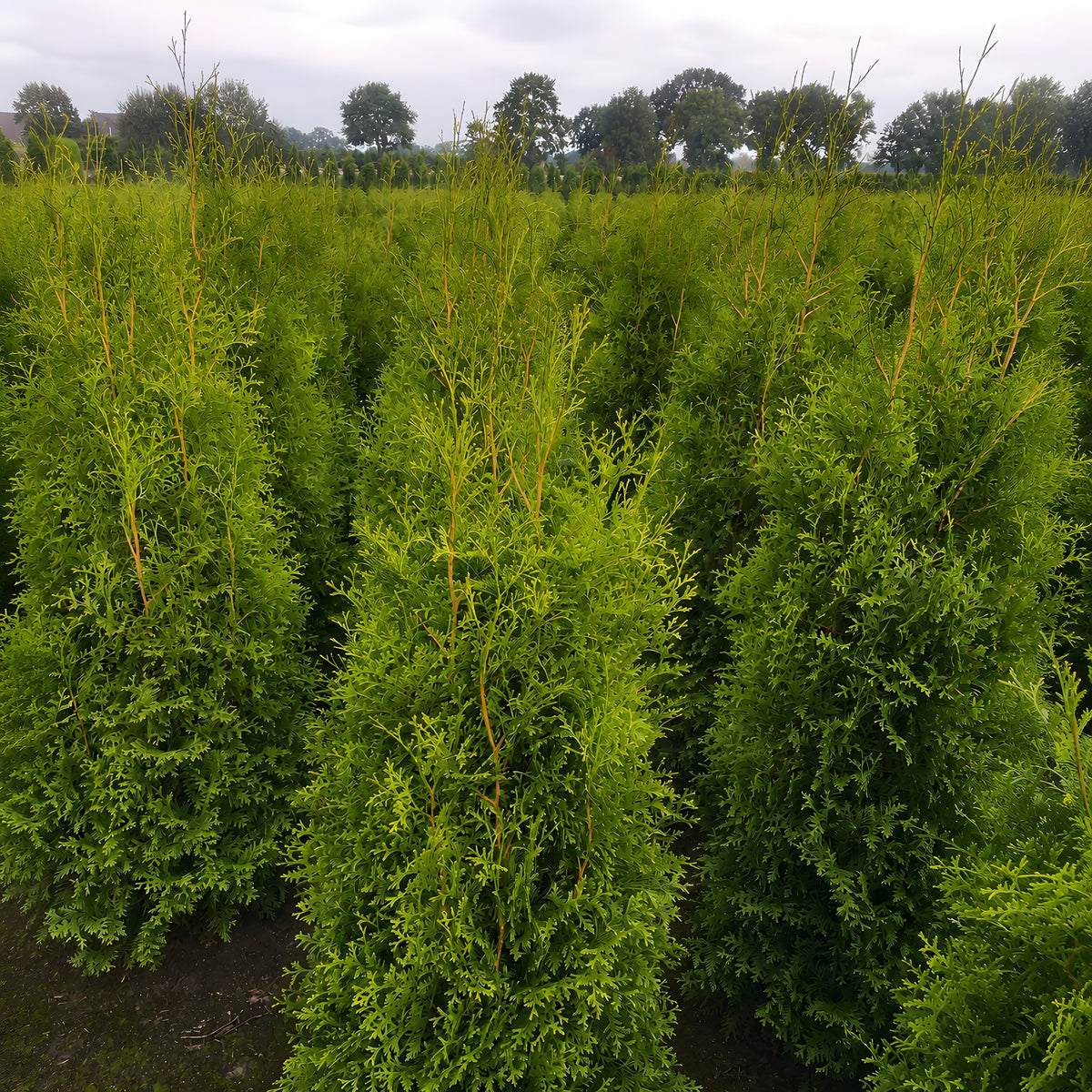 Thuja "Brabant" (130 - 140cm) als Ballenware - Pflanzhits