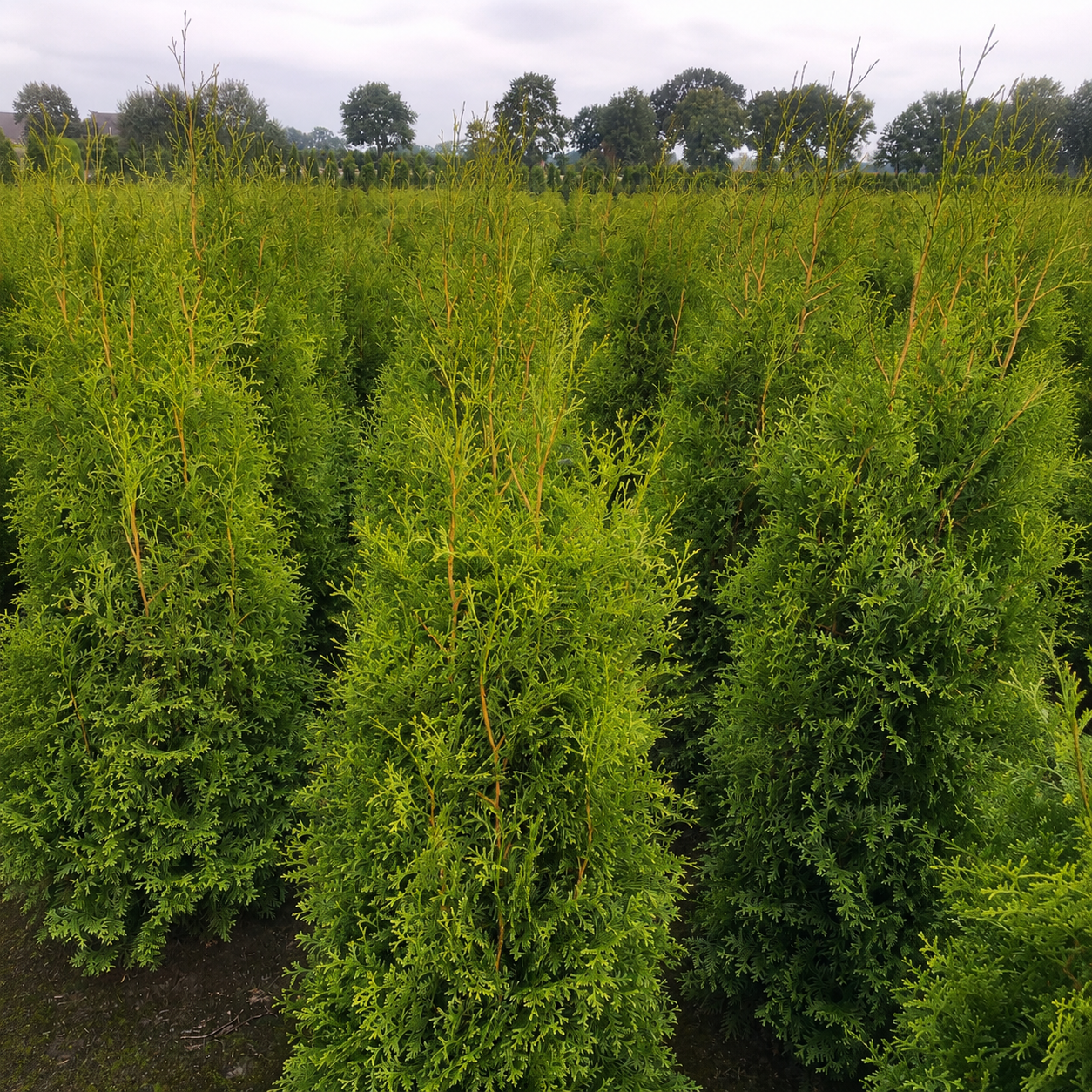Thuja "Brabant" (130 - 140cm) als Ballenware - Pflanzhits