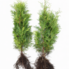 Thuja „Brabant“ (40 – 60 cm) als kräftige wurzelware - Pflanzhits