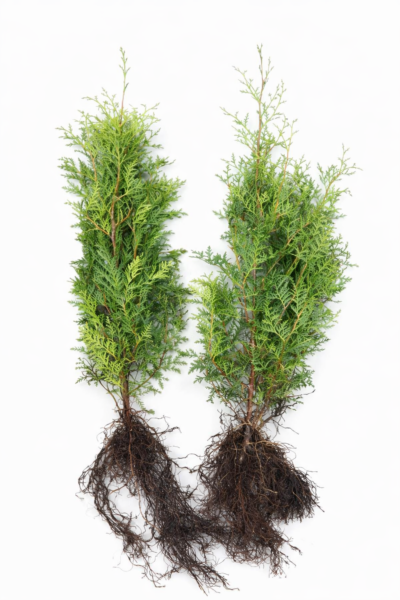 Thuja „Brabant“ (40 – 60 cm) als kräftige wurzelware