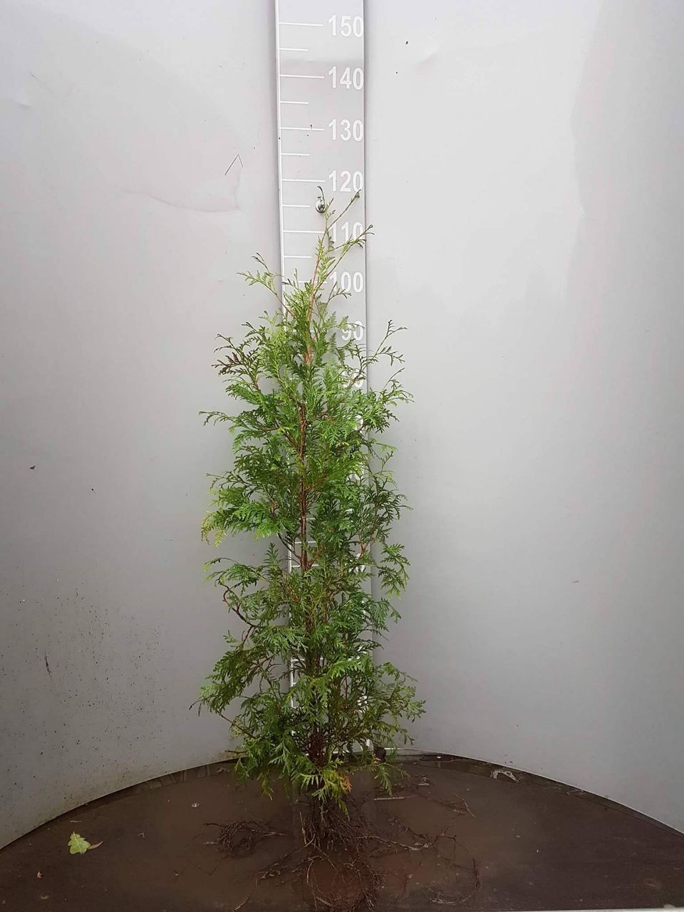 Thuja "Brabant" (100 - 125 cm) als kräftige wurzelware - Pflanzhits
