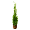 Thuja "Smaragd" ( 40 - 50cm ) im Topf