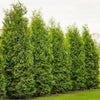 Thuja „Brabant“ (40 – 60 cm) als kräftige wurzelware - Pflanzhits