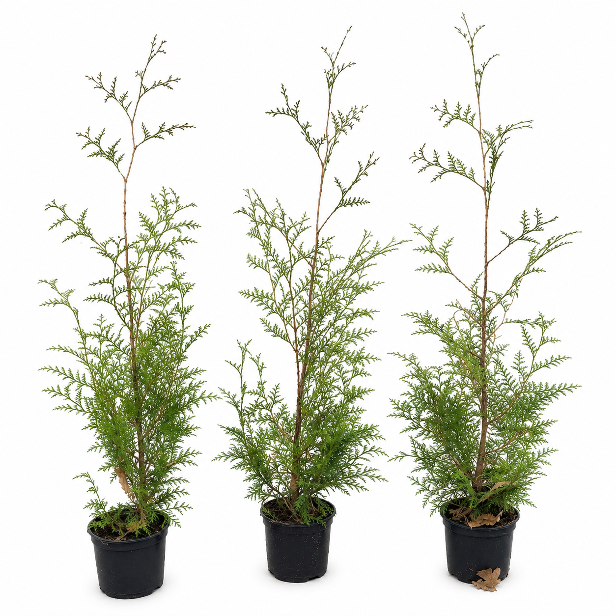 Thuja "Brabant" (100 - 120cm) im Topf - Pflanzhits