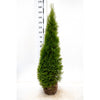 Thuja "Smaragd" (140-160 cm) als Ballenware - Pflanzhits