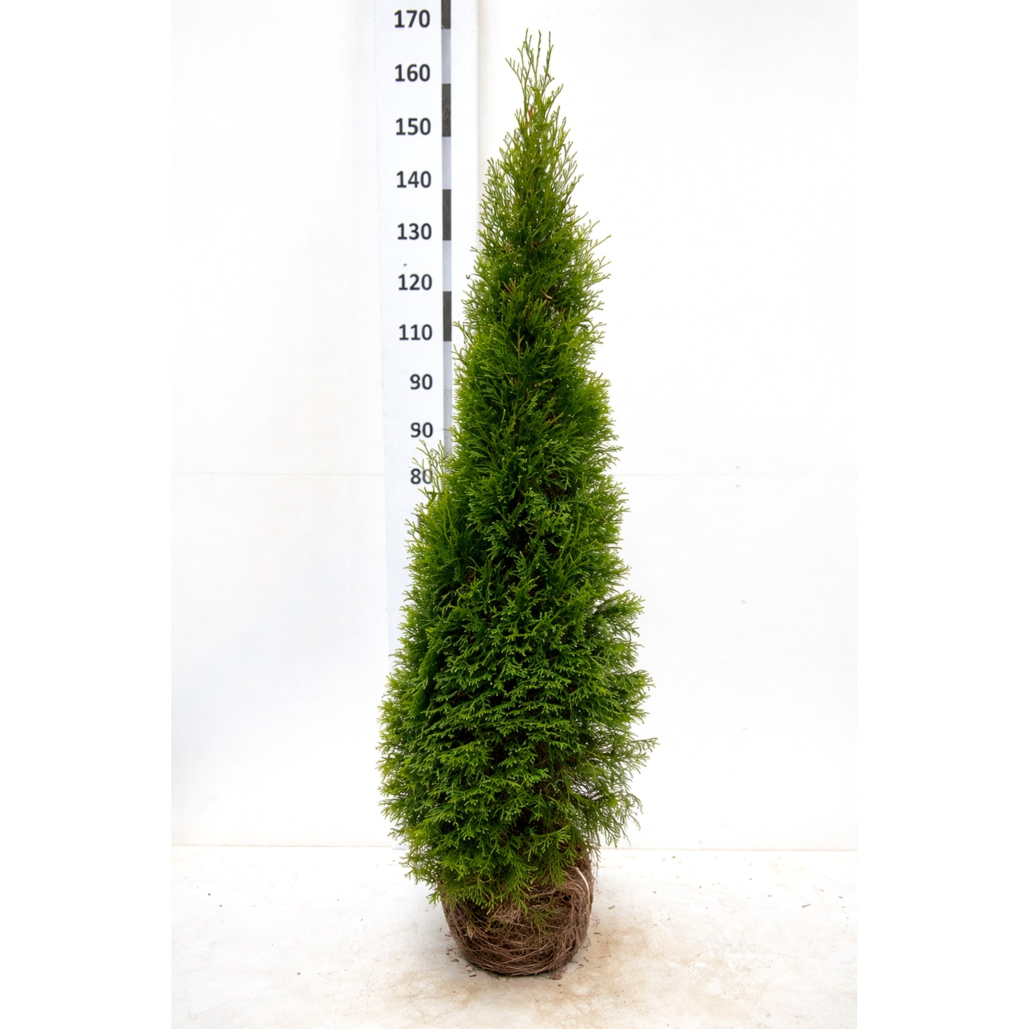 Thuja "Smaragd" (140-160 cm) als Ballenware - Pflanzhits