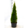 Thuja "Smaragd" (140-160 cm) im Topf