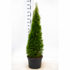 Thuja "Smaragd" (140-160 cm) im Topf
