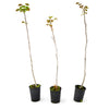 Walnussbaum Juglans regia im Topf (80 - 100 cm) - Pflanzhits