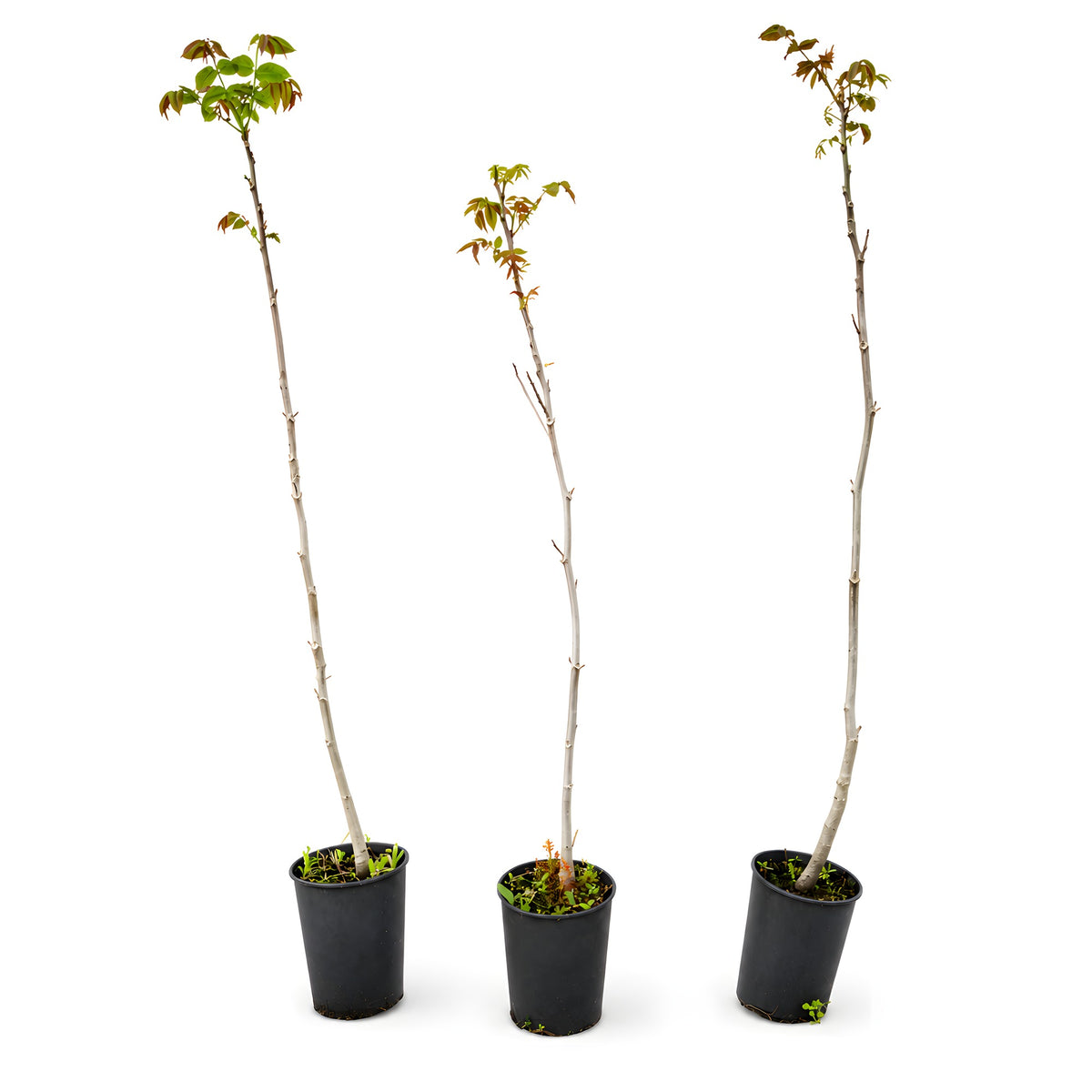 Walnussbaum Juglans regia im Topf (80 - 100 cm) - Pflanzhits