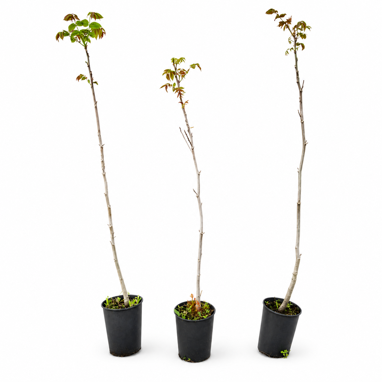 Walnussbaum Juglans regia im Topf (80 - 100 cm) - Pflanzhits