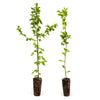 Hainbuche (70 – 100 cm) im Topf