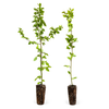 Hainbuche (70 – 100 cm) im Topf