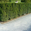 Becher-Eibe 8-10cm Taxus media hillii im Topf