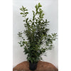 Kirschlorbeer (130-160cm) "Rotundifolia" im Topf - Pflanzhits
