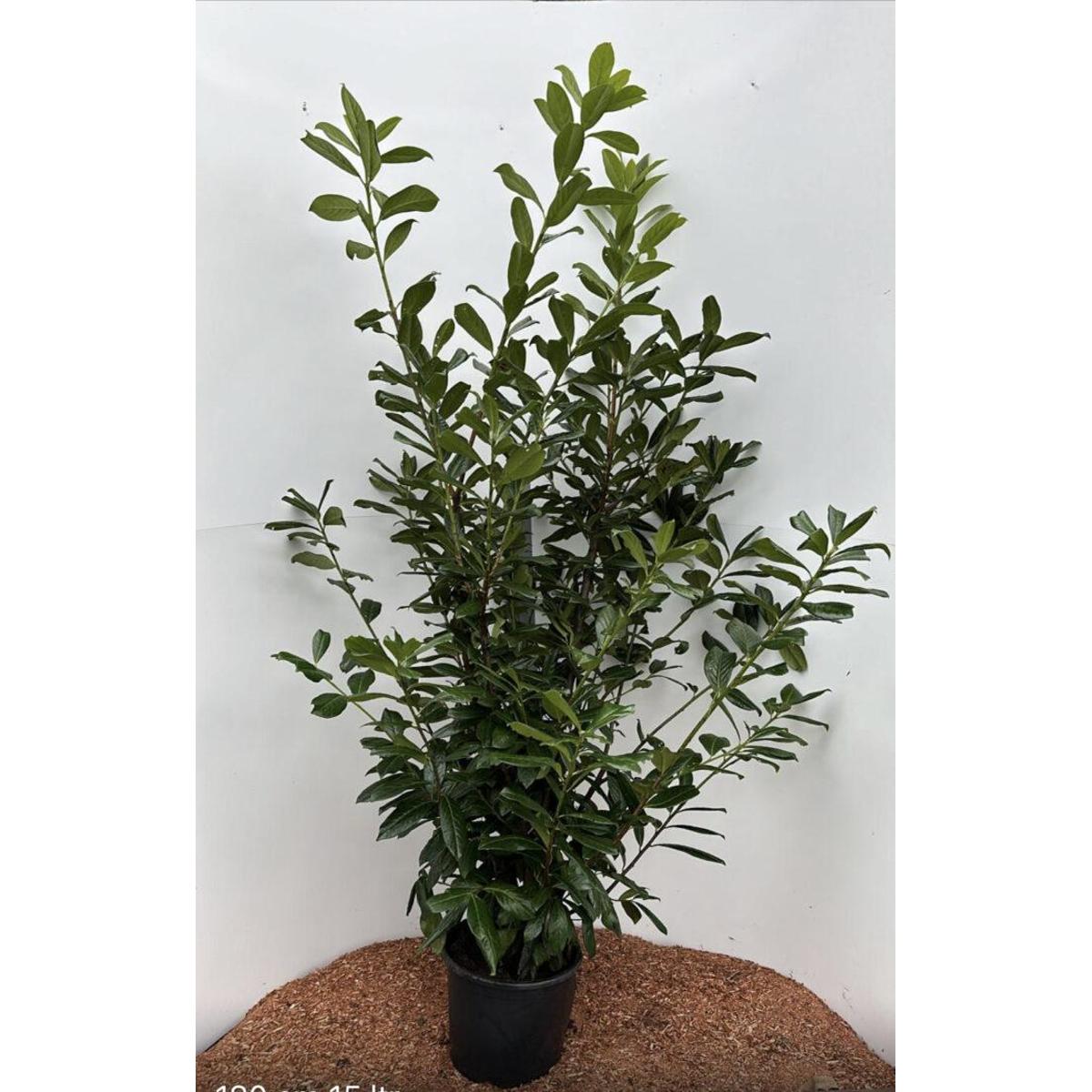 Kirschlorbeer (130-160cm) "Rotundifolia" im Topf - Pflanzhits