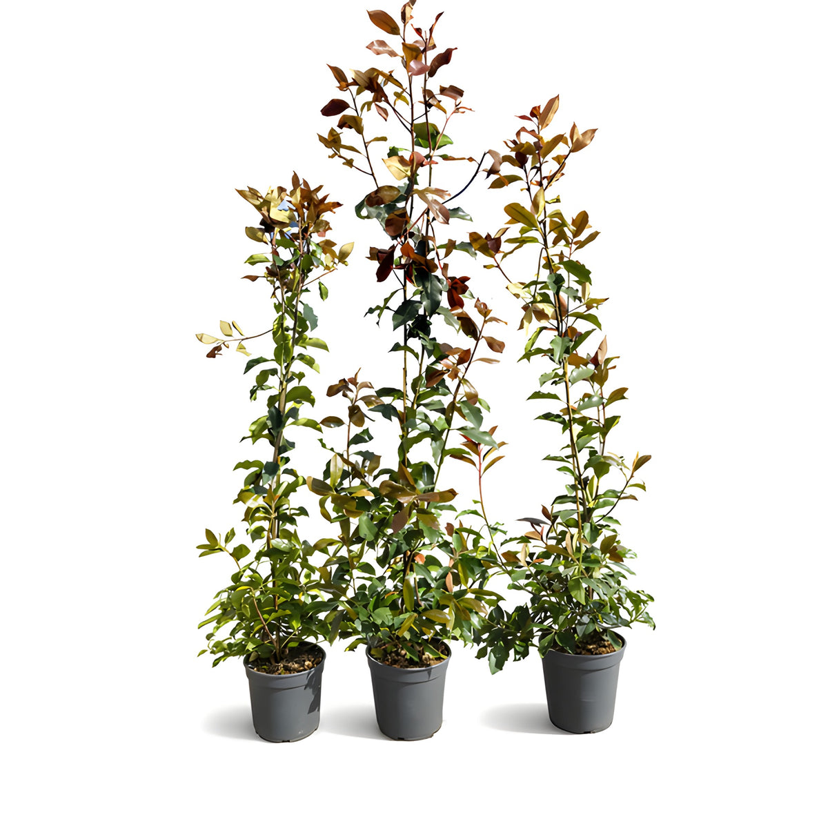 Glanzmispel 'Red Robin' 120–150cm im Topf - Pflanzhits