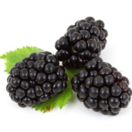 1 st. Brombeere 'Black Satin' schwarze Frucht