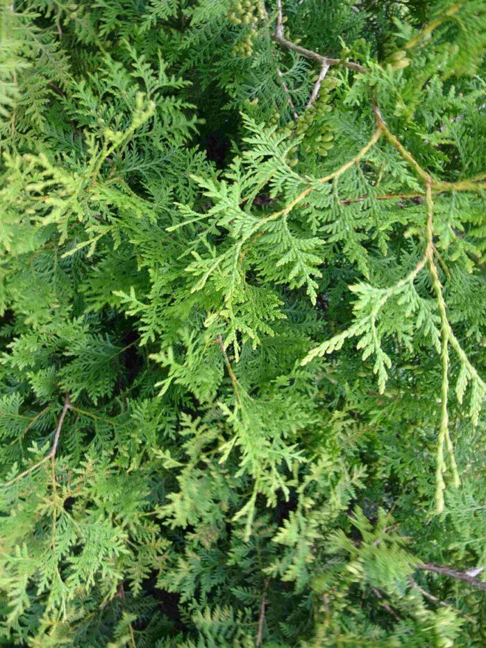 80cm im Topf immergrüne Heckenpflanzen Thuja Smaragd 30st