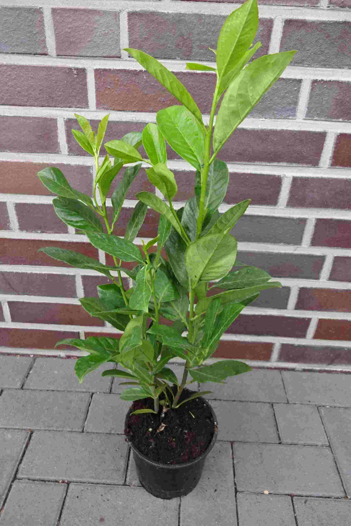 Kirschlorbeer (80100cm) "Rotundifolia" im Topf online kaufen auf